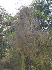Melicytus flexuosus