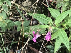 Impatiens glandulifera
