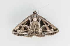 Callistege intercalaris