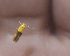 Stathmopoda auriferella