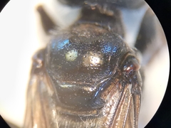 Astata boops
