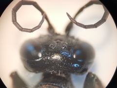 Astata boops