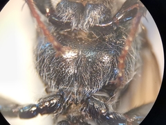 Astata boops