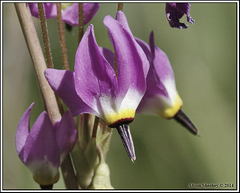 Primula jeffreyi