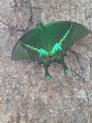 Papilio crino