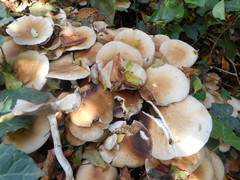 Basidiomycota