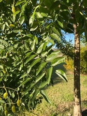 Styphnolobium japonicum