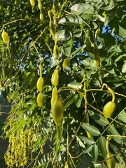 Styphnolobium japonicum