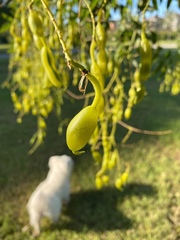 Styphnolobium japonicum