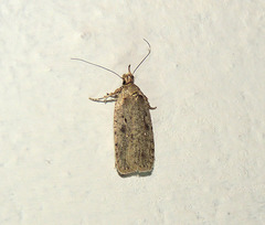 Agonopterix ocellana