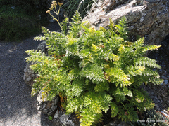 Aciphylleae