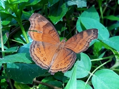 Junonia hedonia