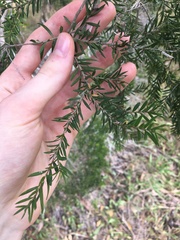 Melaleuca decora