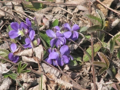 Viola ambigua
