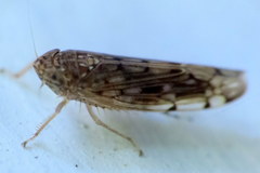 Osbornellus borealis