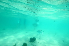 Trachinotus baillonii