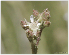Horkeliella purpurascens