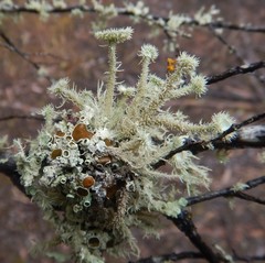 Usnea scabrida