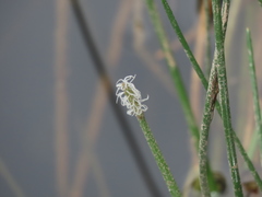 Eleocharis dulcis