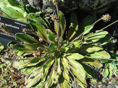 Plantago spathulata