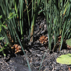 Lomandra leucocephala