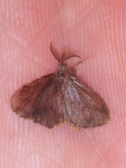 Cryptothelea gloverii