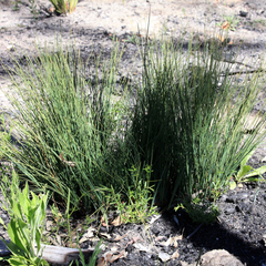 Lomandra leucocephala