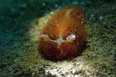 Madrella ferruginosa