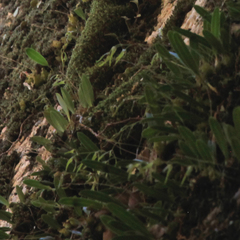 Bulbophyllum elisae
