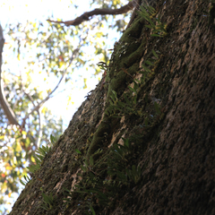 Bulbophyllum elisae