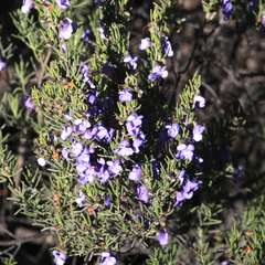 Prostanthera teretifolia