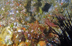 Rhynchocinetes serratus