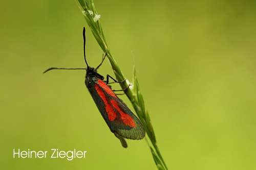 Zygaena osterodensis
