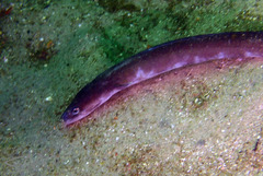 Conger wilsoni