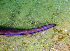 Conger wilsoni