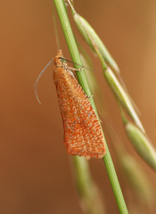 Celypha rufana