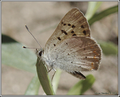 Tharsalea nivalis