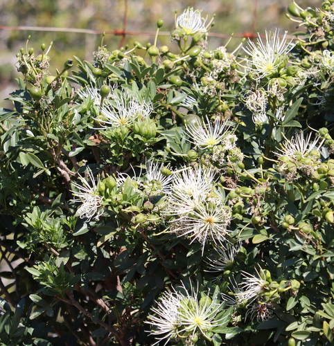 Image of Bush Maerua (Maerua afra) by no rights reserved