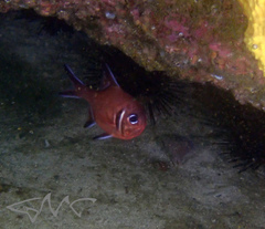 Trachichthys australis