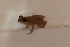 Eleutherodactylus coqui