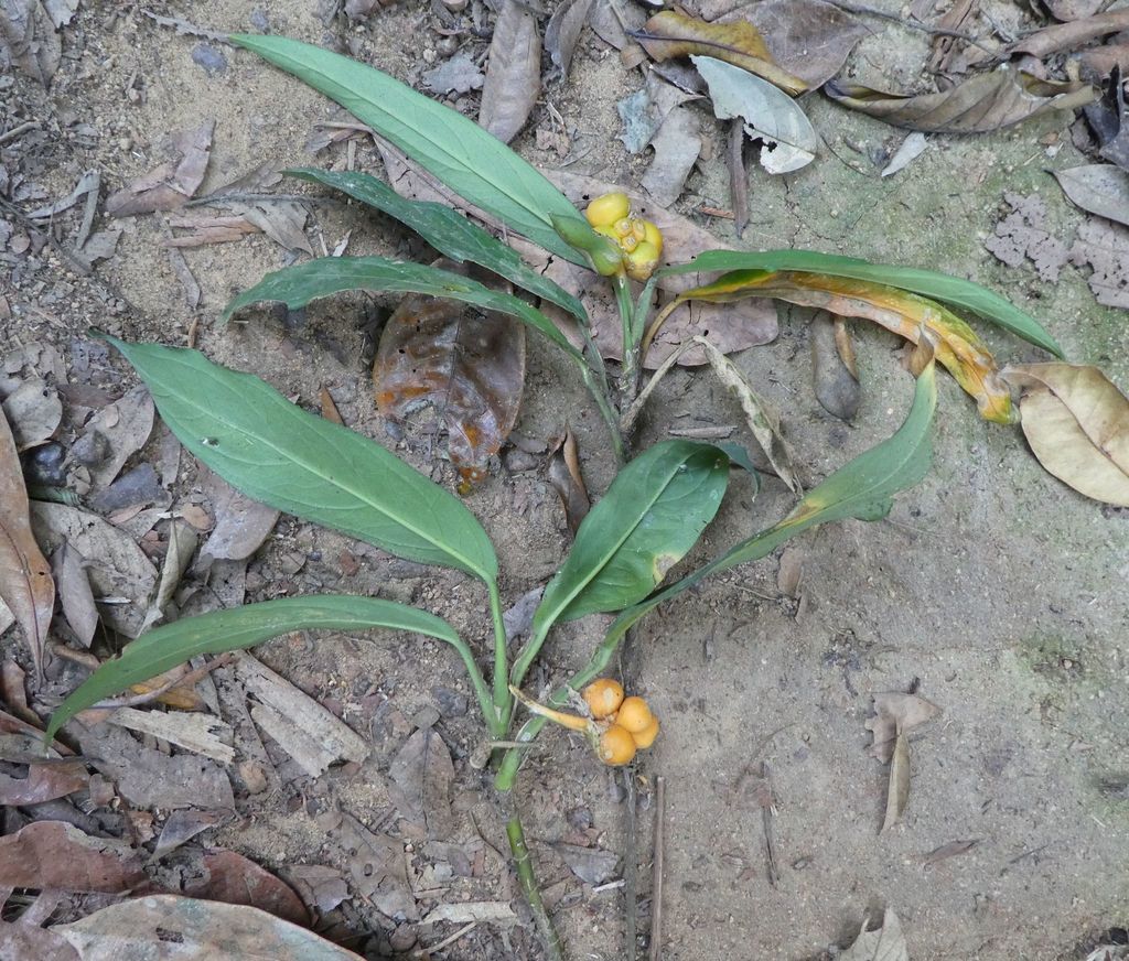 Culcasia striolata