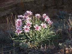 Tragopogon marginifolius