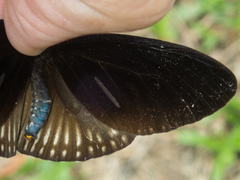 Euploea eyndhovii