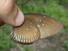 Euploea eyndhovii