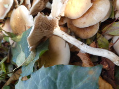 Basidiomycota