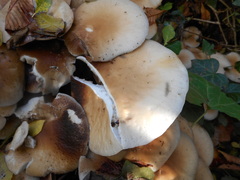 Basidiomycota