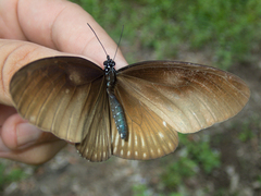 Euploea eyndhovii
