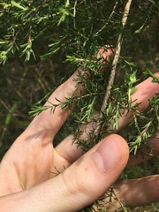 Kunzea ambigua