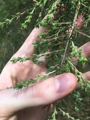 Kunzea ambigua