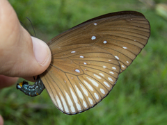 Euploea eyndhovii